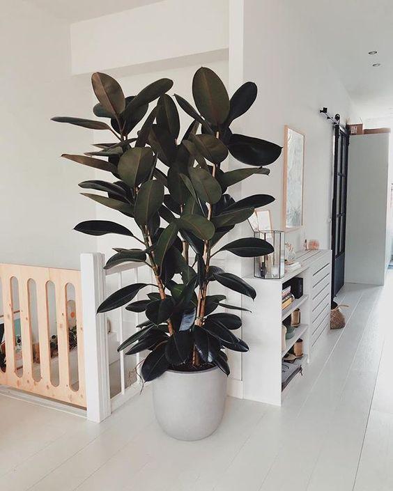 Ficus Elastica - Large '3 Stems' Plant Studio LLC 