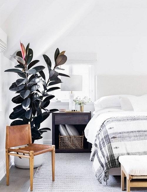 Ficus Elastica - Large '3 Stems' Plant Studio LLC 