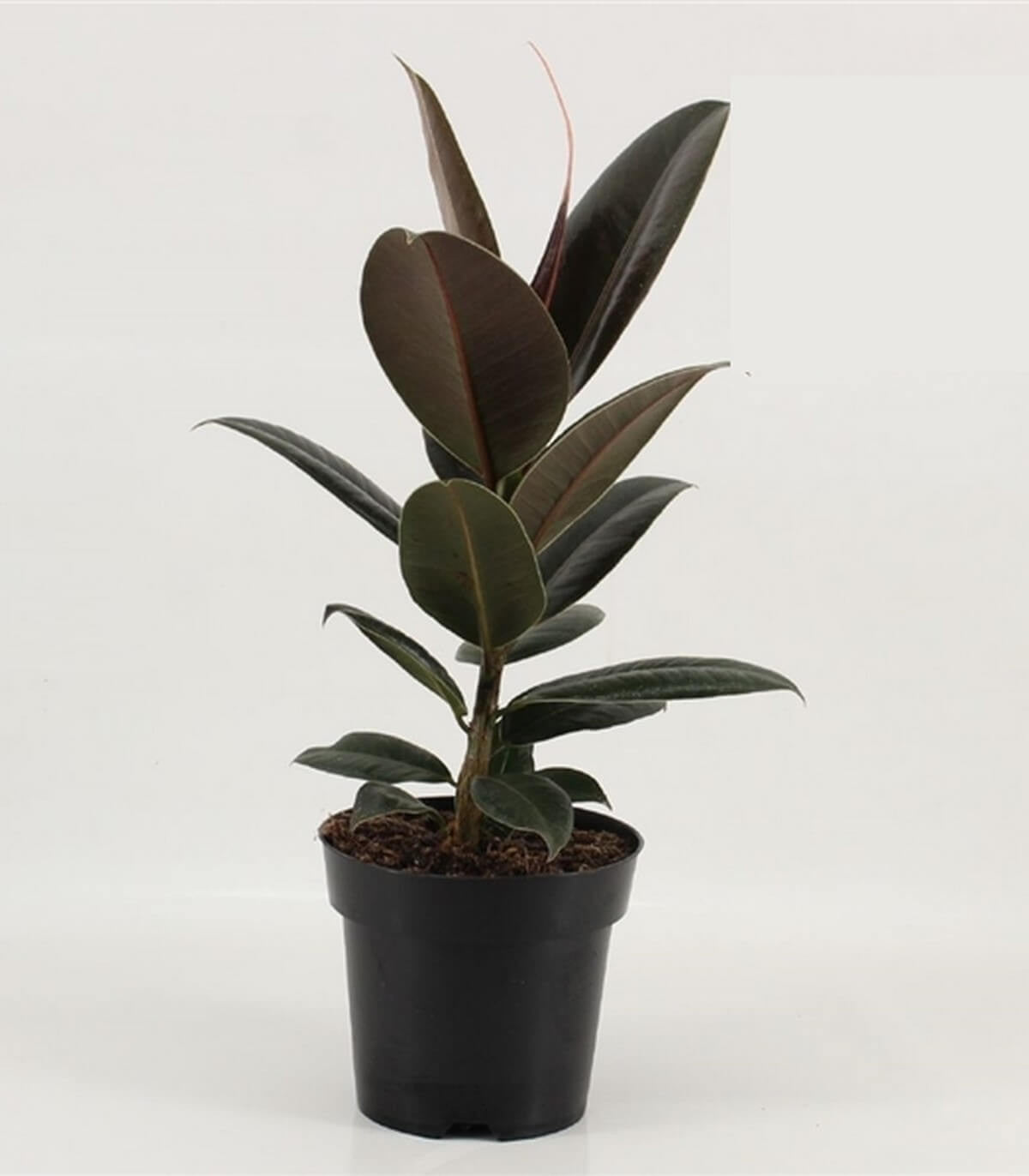 Ficus Elastica - Plant Studio LLC