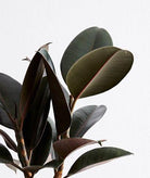 Ficus Elastica 'Rubber Tree' Plant Studio LLC 