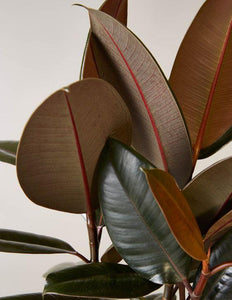 Ficus Elastica 'Rubber Tree' Plant Studio LLC 