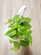 Golden Pothos in Hanging Pot 'Money Plant' Plant Studio LLC 