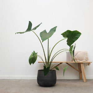 Alocasia Zebrina