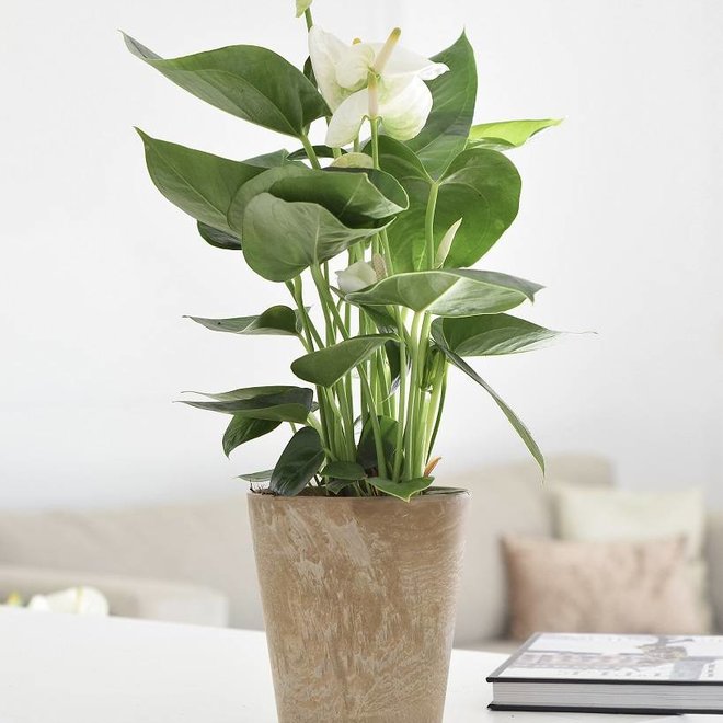 Anthurium White - Plant Studio LLC