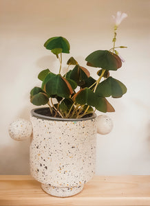 Green Oxalis Plant Studio LLC 