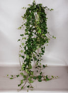 Hedera Helix 'English Ivy' Plant Studio LLC 