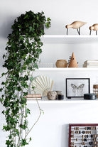 Hedera Helix 'English Ivy' Plant Studio LLC 