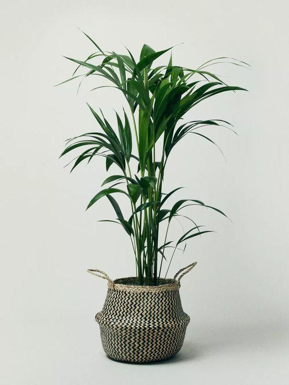 Howea Forsteriana 'Kentia Palm' New Arrivals Plant Studio LLC 150cm 