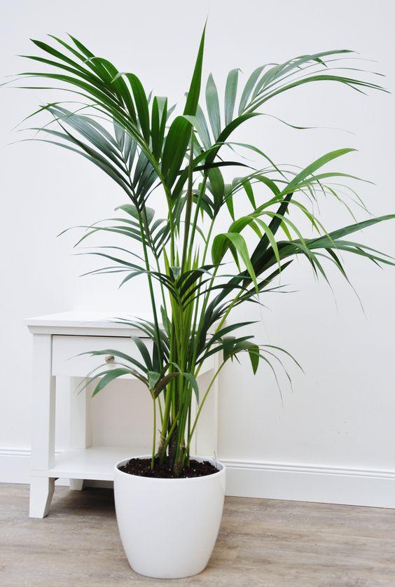 Howea Forsteriana 'Kentia Palm' New Arrivals Plant Studio LLC 