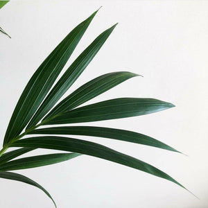 Howea Forsteriana 'Kentia Palm' New Arrivals Plant Studio LLC 