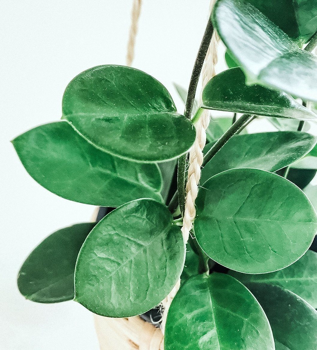 Hoya Australis Plant Studio LLC 