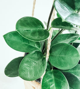 Hoya Australis Plant Studio LLC 