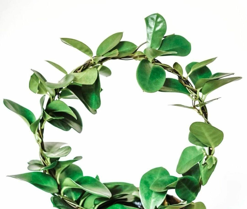 Hoya Australis Plant Studio LLC 
