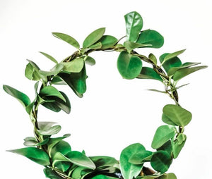 Hoya Australis Plant Studio LLC 