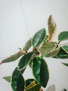 Hoya Carnosa Krimson Queen in Trellis Plant Studio LLC 