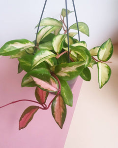 Hoya Carnosa Tricolor Plant Studio LLC 