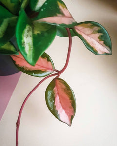 Hoya Carnosa Tricolor Plant Studio LLC 