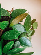 Hoya Gracilis - Small Plant Studio LLC 