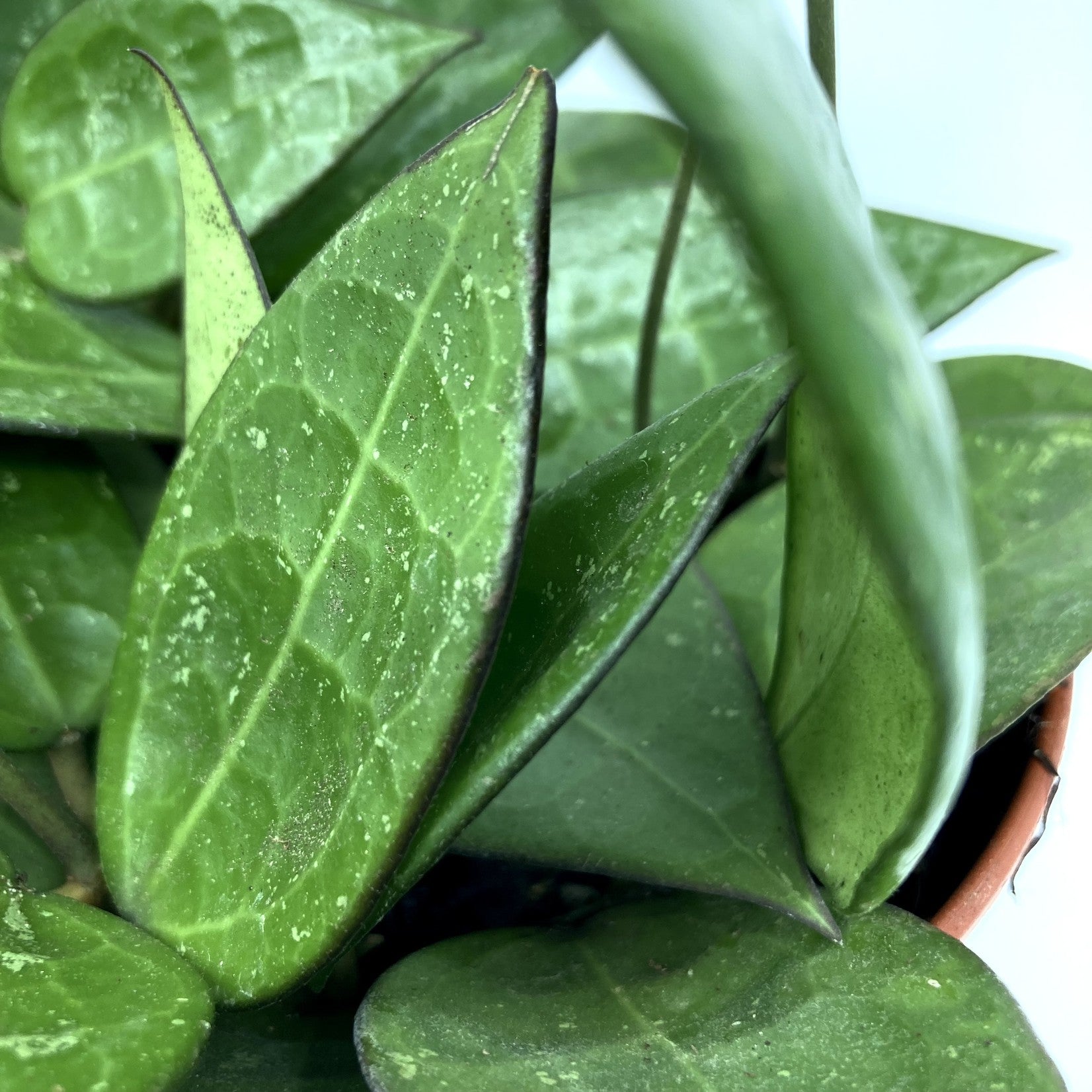 Hoya Parasitica Edge
