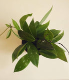 Hoya Pubicalyx Plant Studio LLC 
