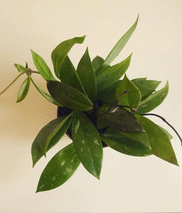 Hoya Pubicalyx Plant Studio LLC 