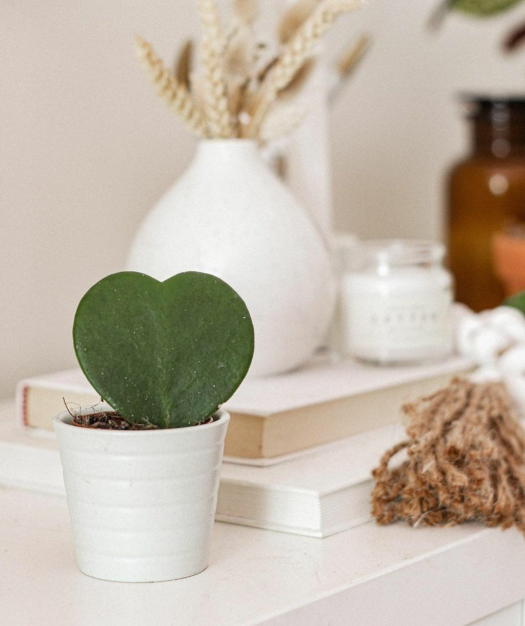 Hoya Sweetheart Plant Studio LLC 