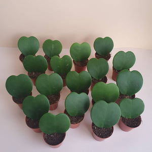 Hoya Sweetheart Plant Studio LLC 