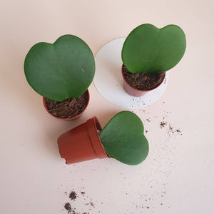 Hoya Sweetheart Plant Studio LLC 