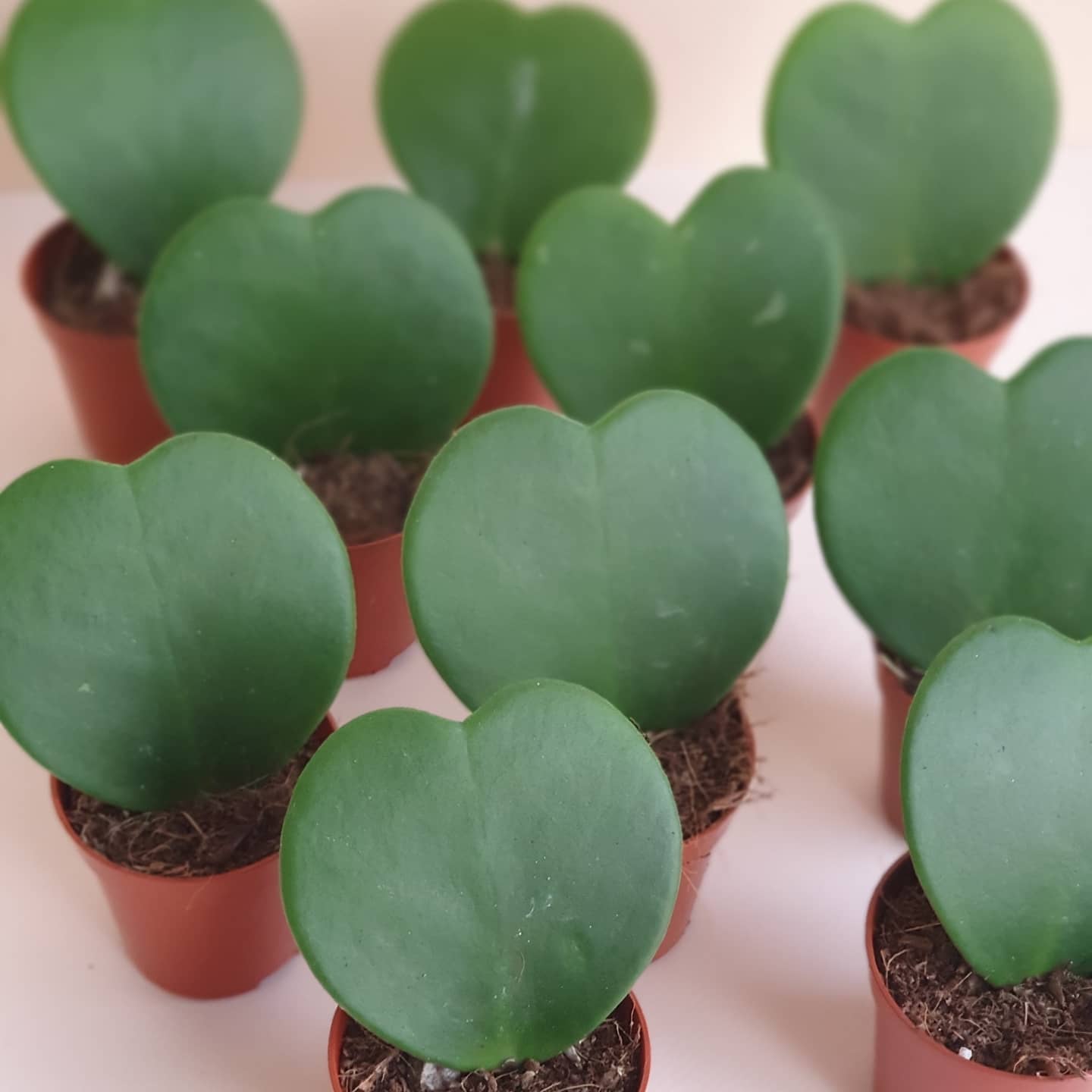 Hoya Sweetheart Plant Studio LLC 