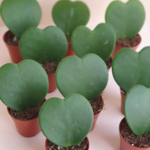 Hoya Sweetheart Plant Studio LLC 