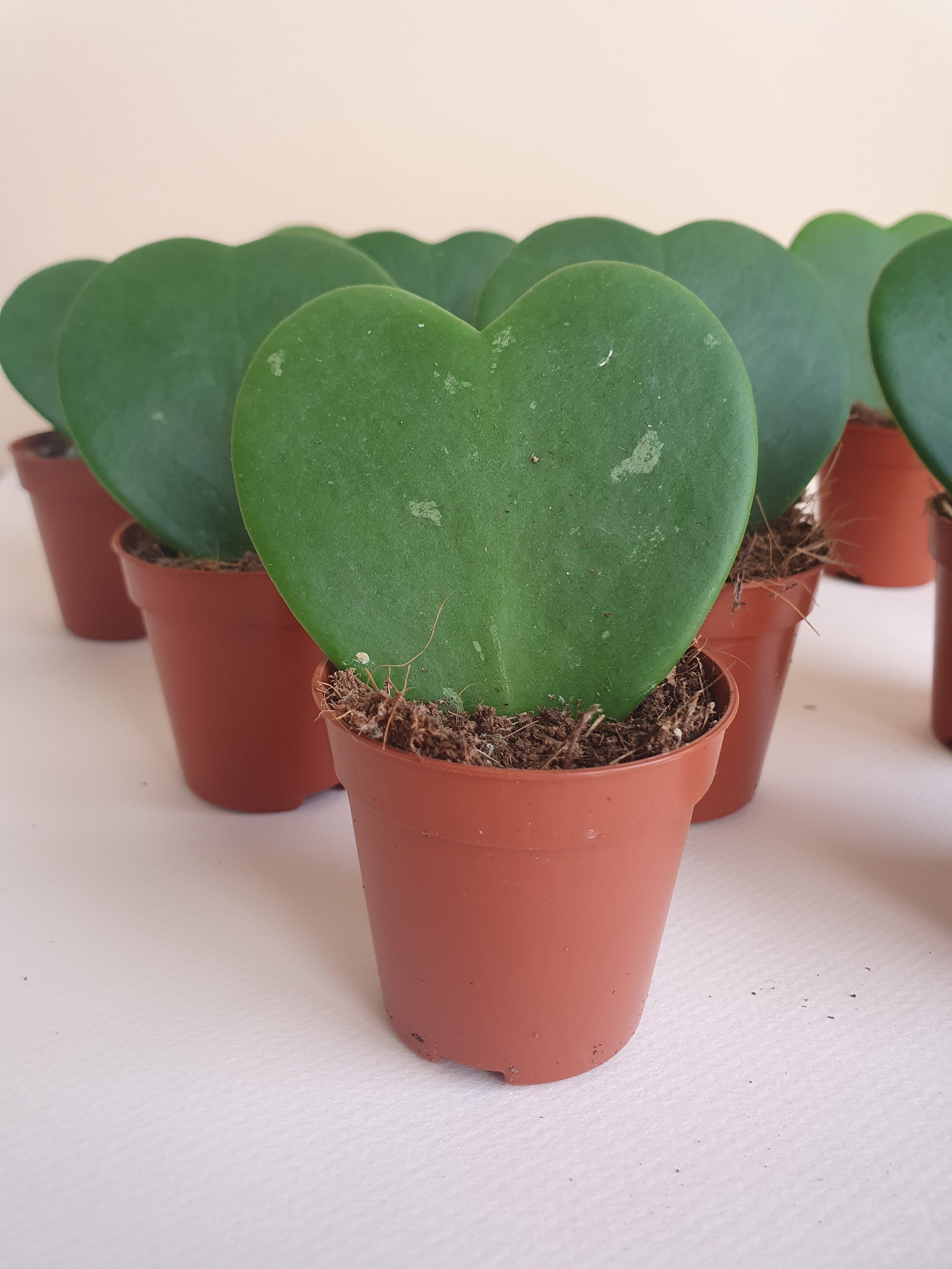 Hoya Sweetheart Plant Studio LLC 