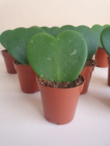 Hoya Sweetheart Plant Studio LLC 
