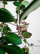 Hoya Tsangii Plant Studio LLC 