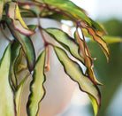 Hoya Wayetii Tricolor - Plant Studio LLC