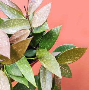 Hoya Gracilis in Hanging Pot