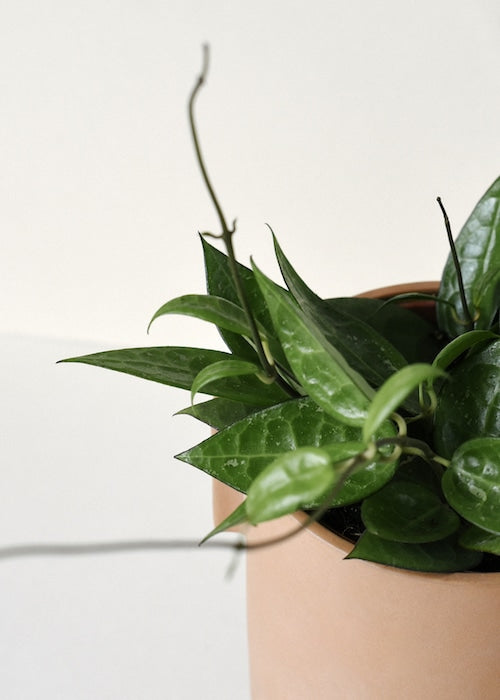 Hoya Parasitica Edge