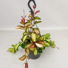 Hoya Australis Lisa in Hanging Pot - Plant Studio LLC