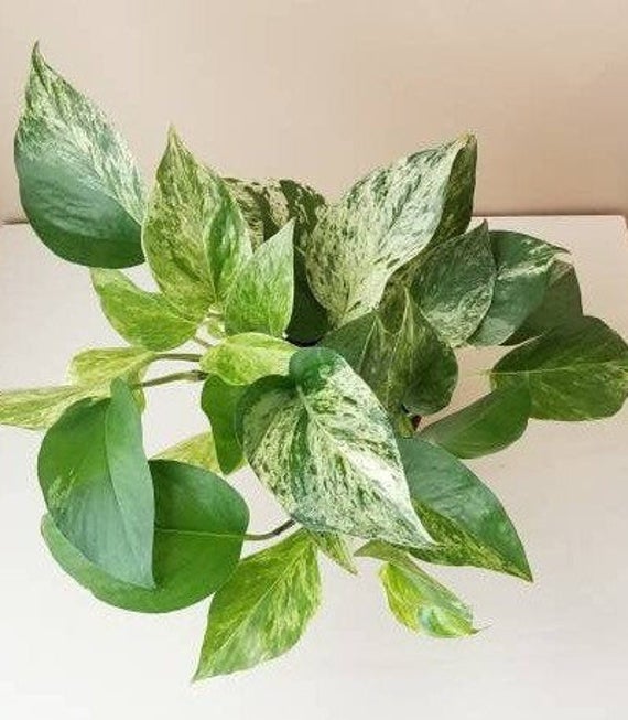 Marble Queen Pothos 'Devils Ivy'
