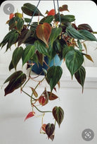 Philodendron Micans - Plant Studio LLC