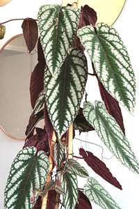 Cissus Discolor