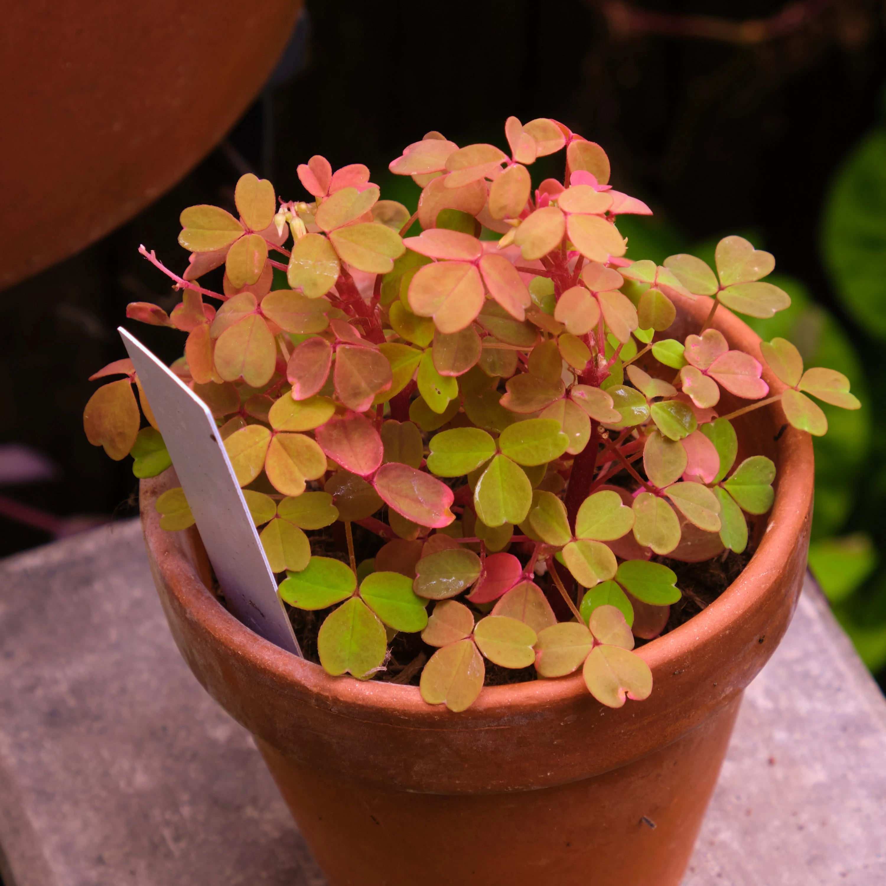 Rare Oxalis Sunset Velvet - Plant Studio LLC