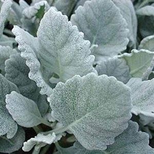 Senecio Cineraria 'Silver Dust'