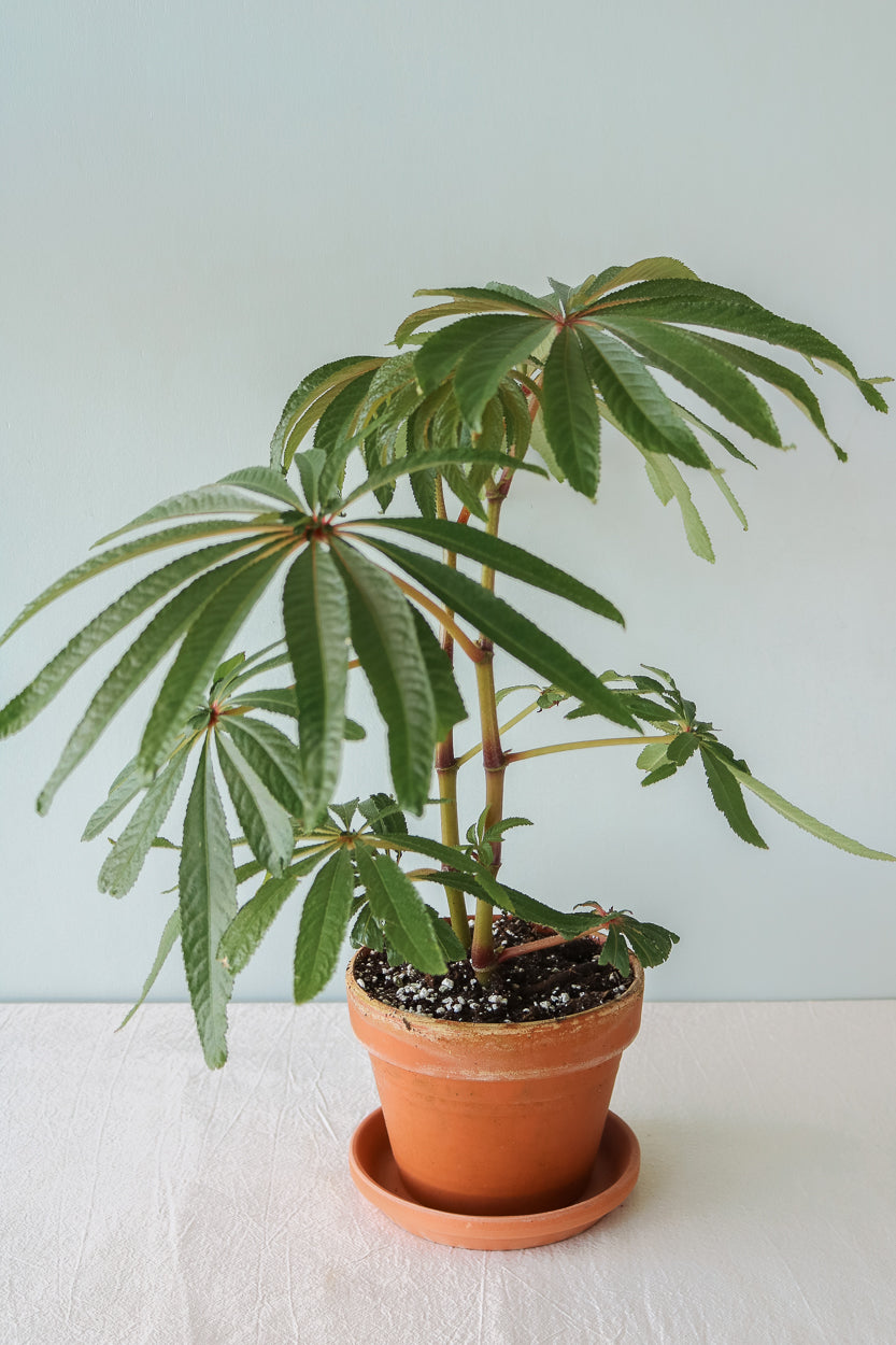 Begonia Luxurians in Terra Cotta Pot - Plant Studio LLC