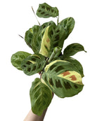 Maranta Kerchoveana Variegated - Plant Studio LLC