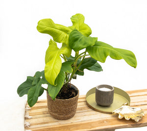 Philodendron Yellow Violin