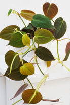 Philodendron Micans - Plant Studio LLC