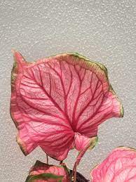 Caladium Florida Sweetheart