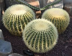 Echinocactus Grusonii 'Golden Barrel Cactus'