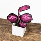 Calathea Rosey Ultra Mini - 8cm - Plant Studio LLC