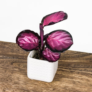 Calathea Rosey Ultra Mini - 8cm